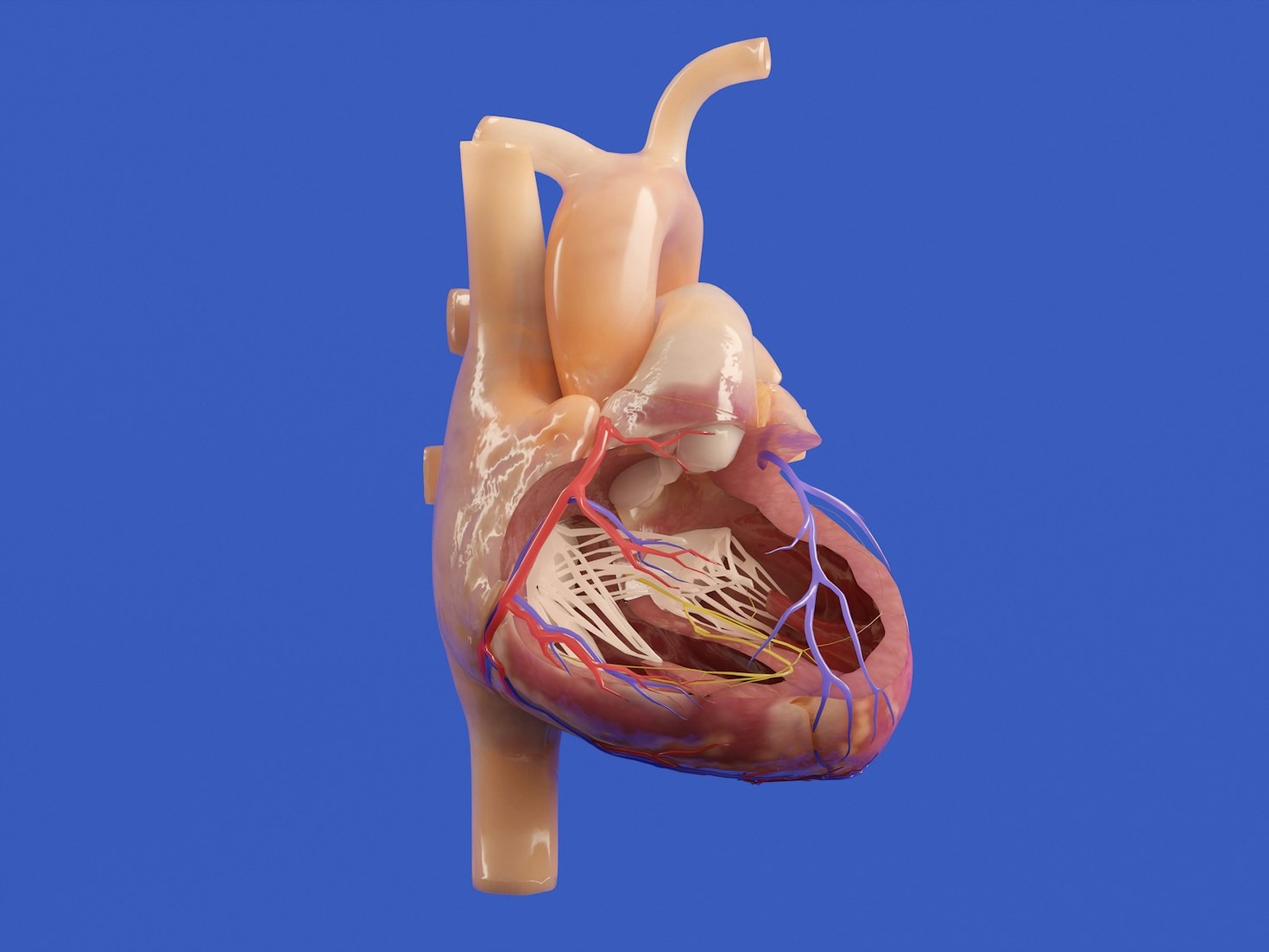 Preparing for a Future in Medicine: A High Schooler’s Guide